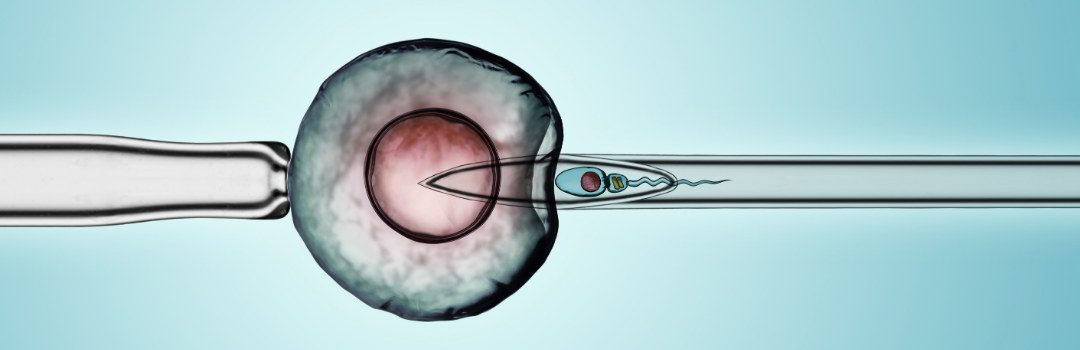 Insemination Pregnant Before After