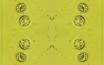 What happens after blastocyst transfer?
