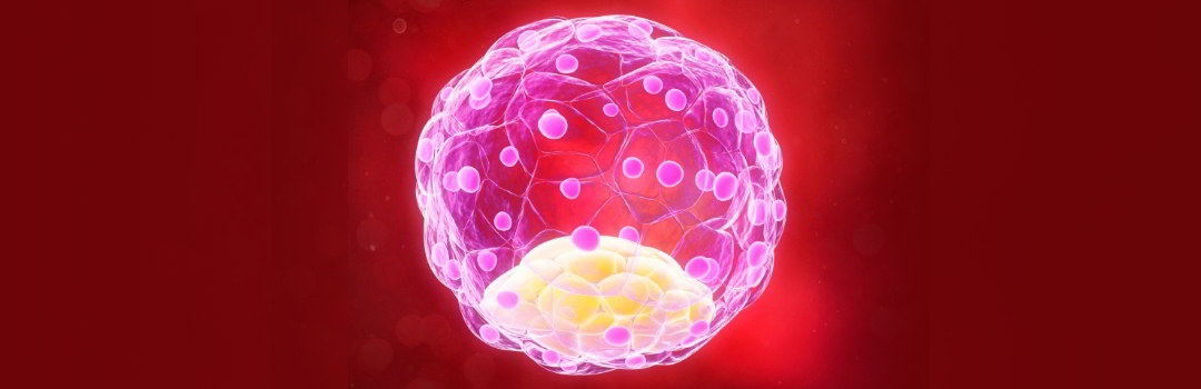 why-do-blastocyst-not-implant Image result for Why do blastocyst not implant