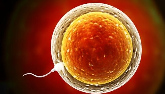 Ovulation-Induction All About Ovulation Induction Fertility Treatment