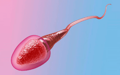 Can Abnormal Sperm Morphology Cause Birth Defects?