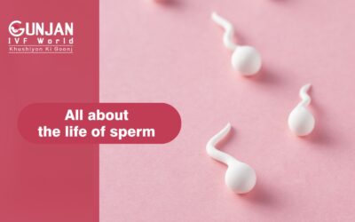 All about the life of sperm