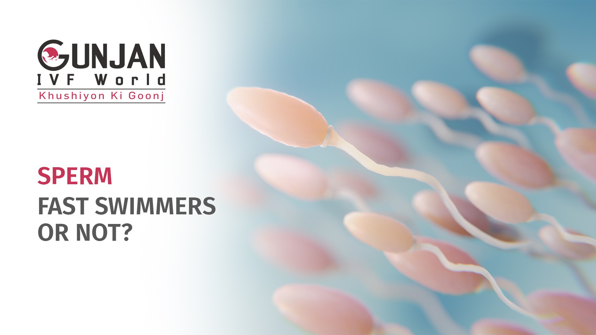SPERM lnd Which sperm are faster swimmers?